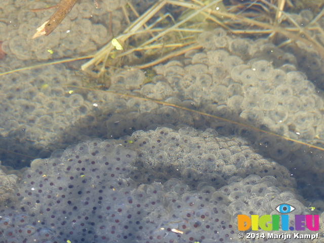 FZ003854 Frogspawn in Crucis Abbey fish pond